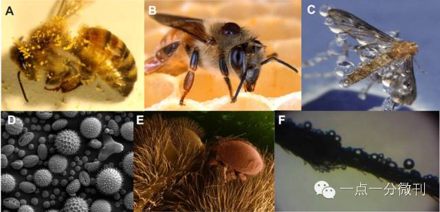 三分钟了解昆虫,昆虫怎样过冬科普视频