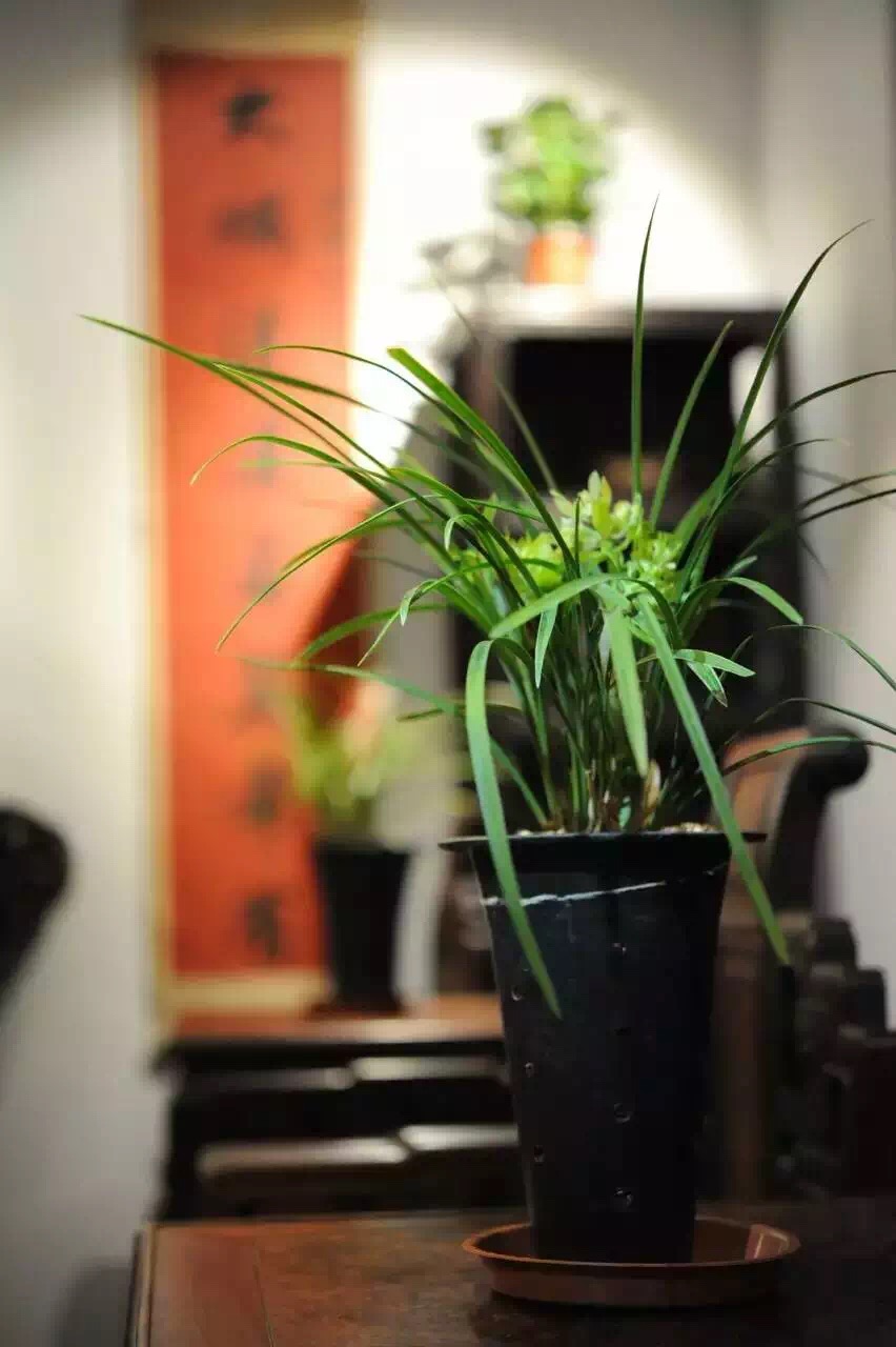 迎春时节兰花开,春天正是兰花盛开时节