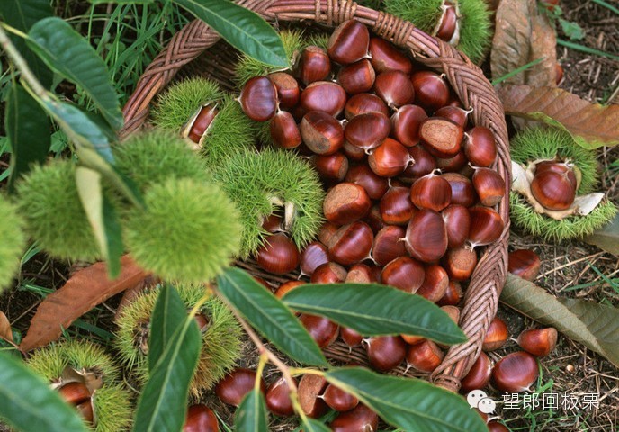 公认最补的三大补品,十大最好的补品