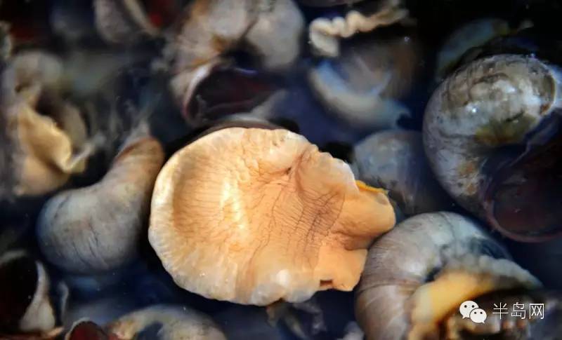 那些不认识的海鲜小干货,超级干货2022