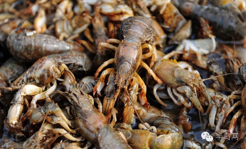 那些不认识的海鲜小干货,超级干货2022