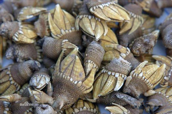 那些不认识的海鲜小干货,超级干货2022