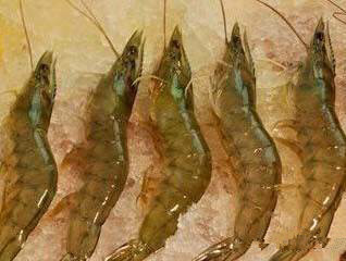 那些不认识的海鲜小干货,超级干货2022