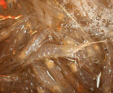 那些不认识的海鲜小干货,超级干货2022