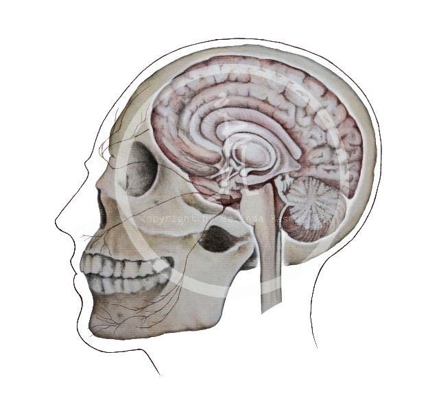 三叉神经痛和继发性的三叉神经痛,三叉神经贴治疗三叉神经痛的原理