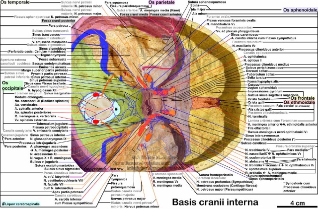 三叉神经痛和继发性的三叉神经痛,三叉神经贴治疗三叉神经痛的原理