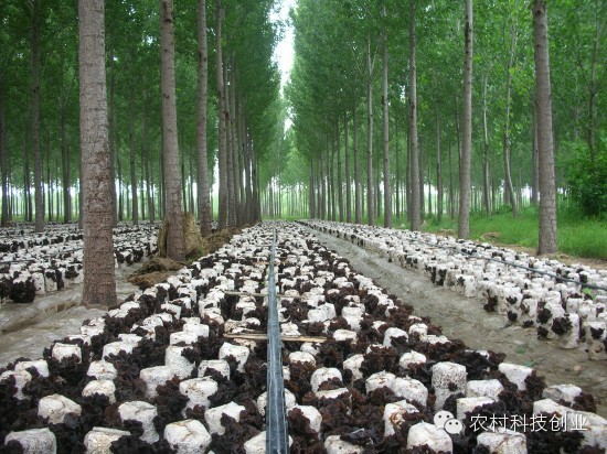 农村年轻人创业好项目推荐,农村创业项目推荐2022小本生意