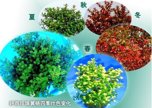 他的树一年只长一寸,但一年能销售300多万!