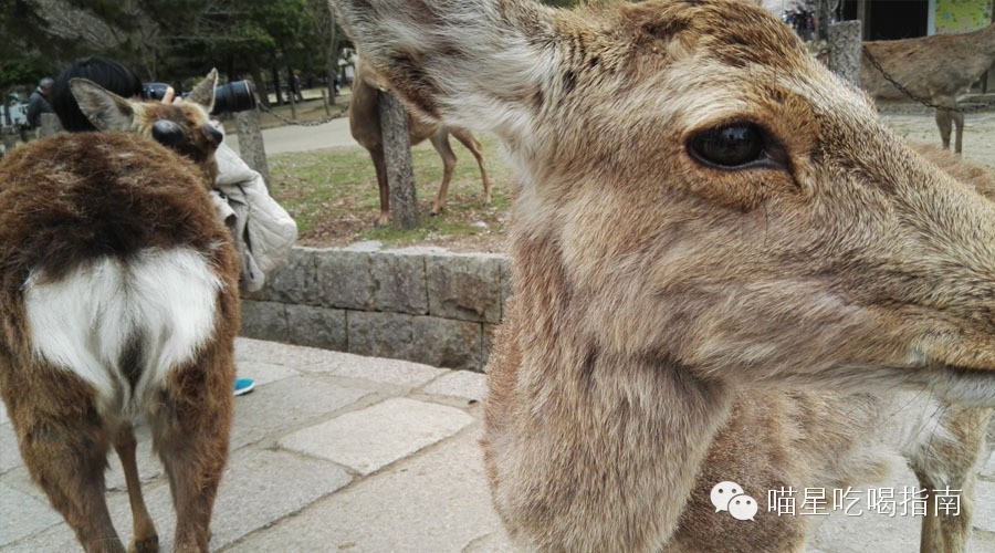 奈良鹰长菩提清酒,奈良时代的日本历史
