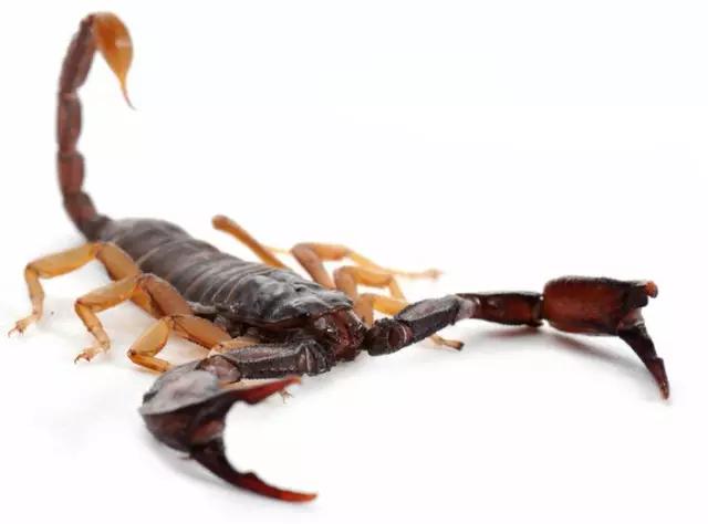 什么昆虫六条腿两个牙齿,什么是昆虫昆虫的定义是什么