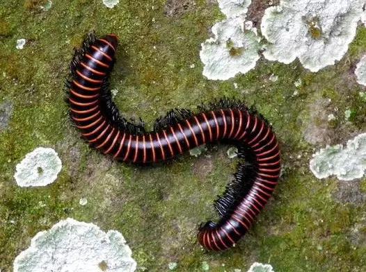 什么昆虫六条腿两个牙齿,什么是昆虫昆虫的定义是什么