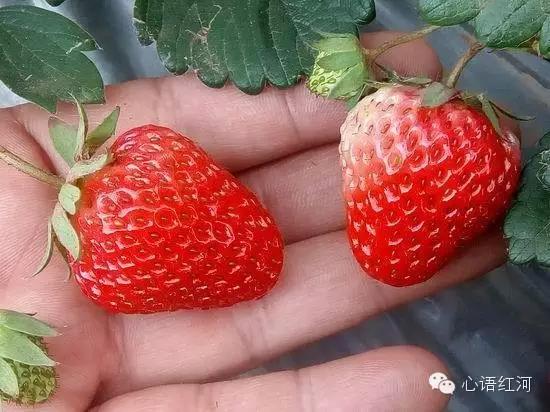 莲花山17km徒步,徒步羊草山