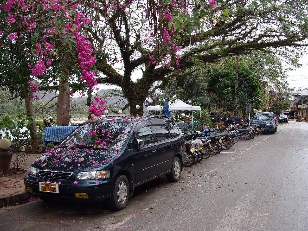 过去时116|神奇的迷幻蘑菇