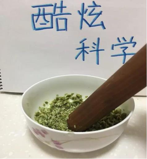 将南瓜子稍加“调教”不可思议的一幕发生了!