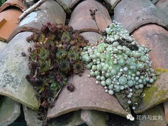 有一种植物叫长生草,长生草开花就死亡吗