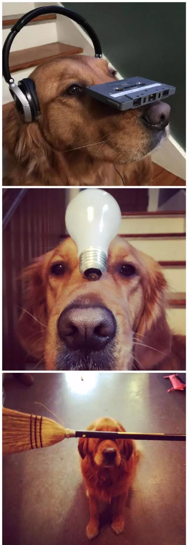 狗狗控萌图第660期,一张图看出狗狗诡计多端柯基