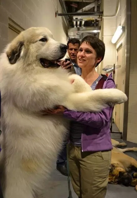 北极比利牛斯山大白熊,比利牛斯大白熊犬