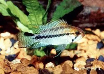 休闲农业十大盈利模式,休闲农业致富方法