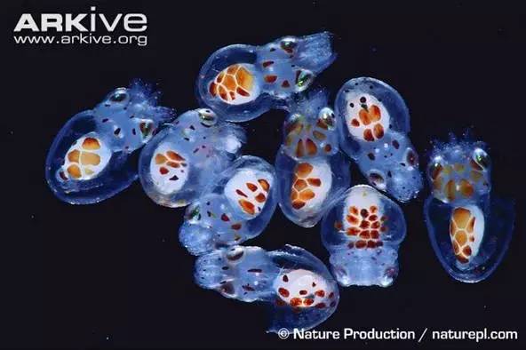 八爪鱼：满身的奇技淫巧，也敌不过煎炸炖炒