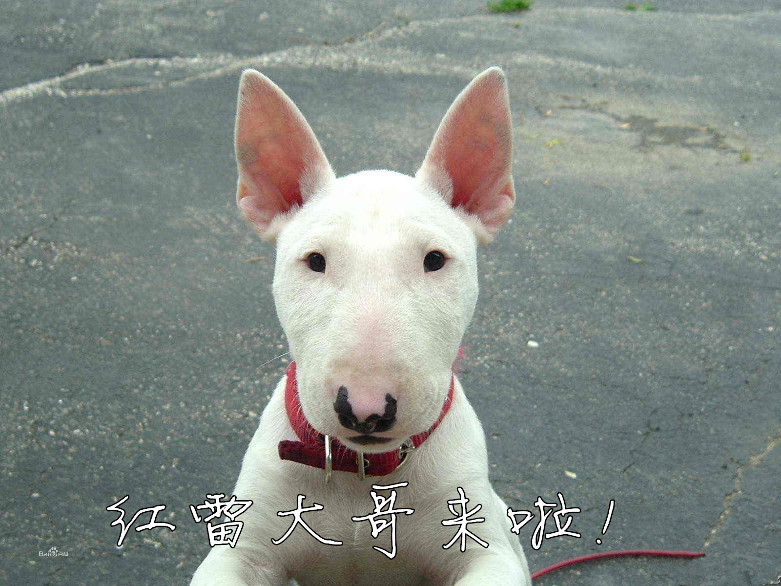 超级凶猛的加纳利犬,第一条加纳利犬