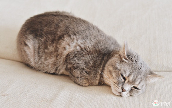 喵星人形象演绎痛经到底有多痛？