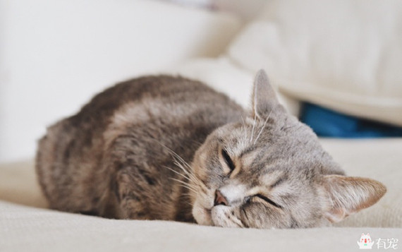 喵星人形象演绎痛经到底有多痛？