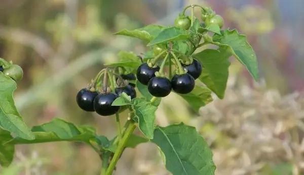 这些野果你都吃过吗,这些童年的美味野果