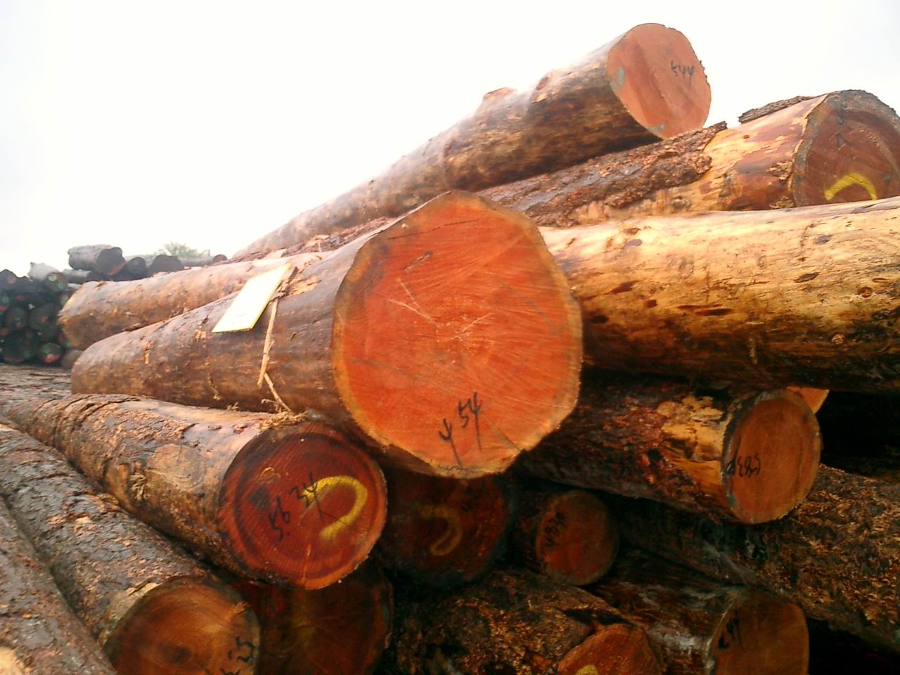 木头虫价格,沙比利木材价格