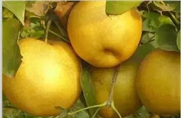 辽宁省特产别的省份吃不到的,辽宁的十大特色水果