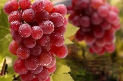 辽宁省特产别的省份吃不到的,辽宁的十大特色水果