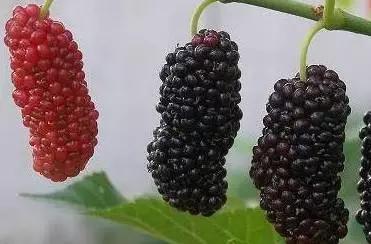 辽宁省特产别的省份吃不到的,辽宁的十大特色水果