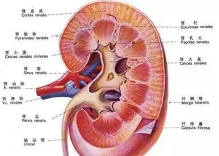 中医调理五脏六腑疾病的顺序,五脏六腑中医调理顺序