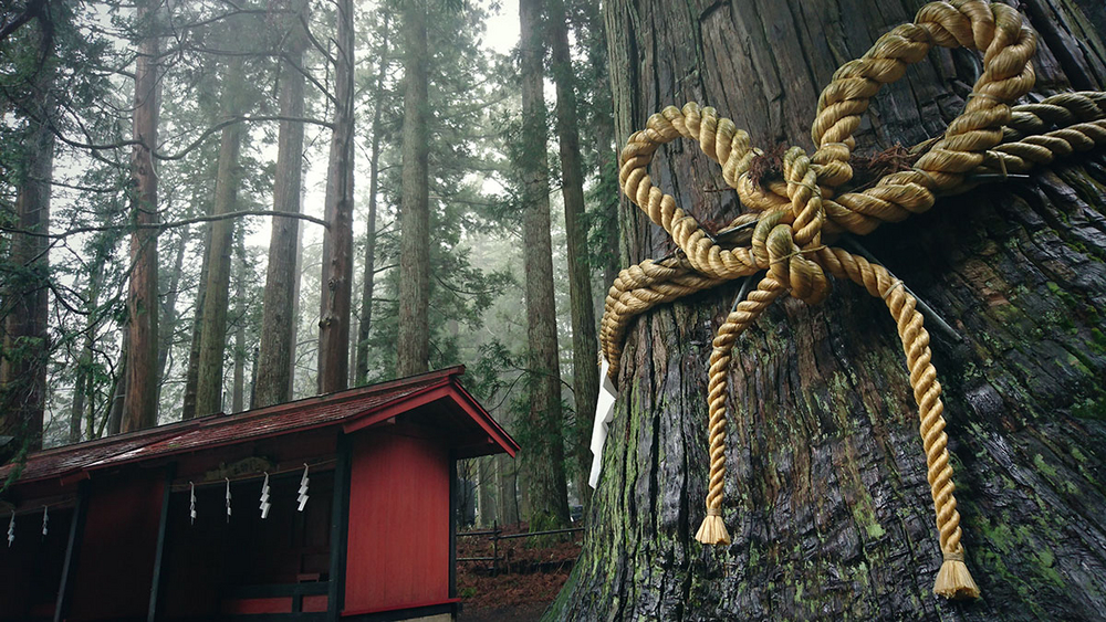 #与索尼为5#赏樱之旅之三：暴雨中方见机身防水之本色！