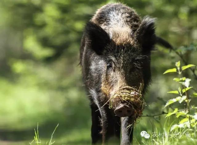 适合农村创业的小本点子,12个适合农村创业的小本项目