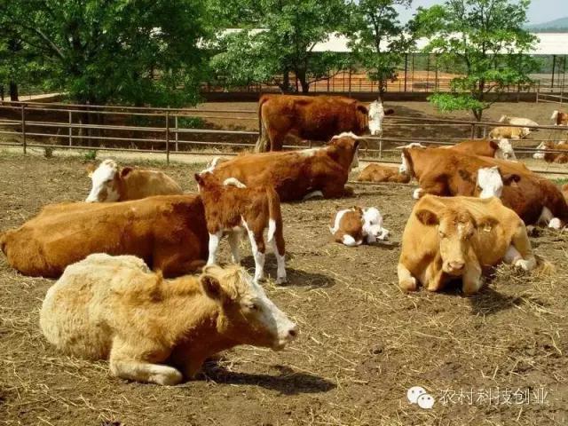 适合农村创业的小本点子,12个适合农村创业的小本项目