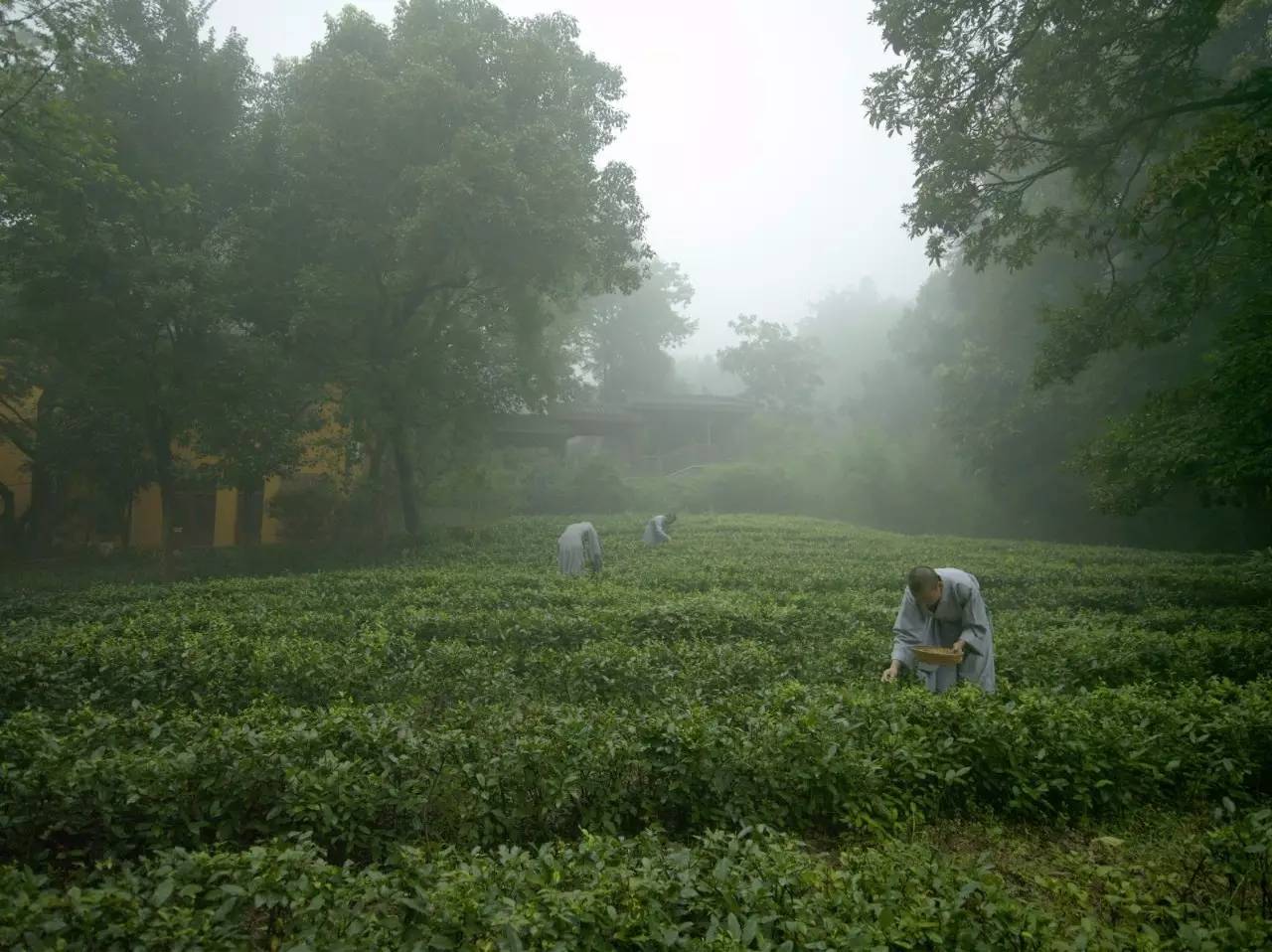 杭州茶园民宿酒店推荐,清明假期酒店推荐