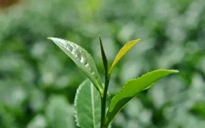 各种茶叶功效与作用,各种茶叶的功效大全图解