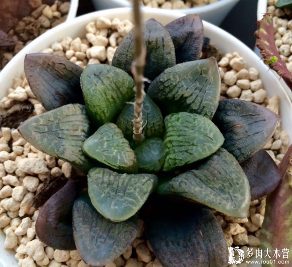 养多肉的心情治愈,养多肉其实也是养心情