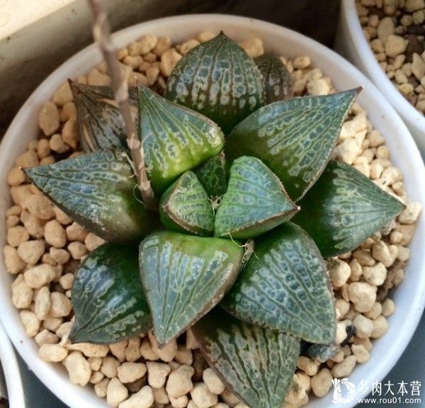 养多肉的心情治愈,养多肉其实也是养心情