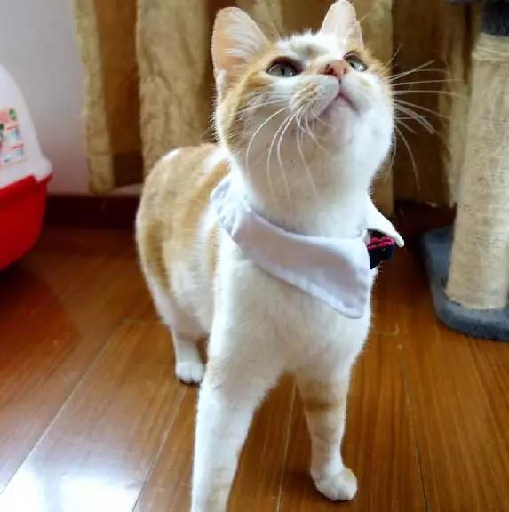 上海领养代替购买,上海领养孩子有补贴吗