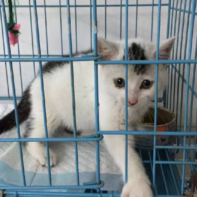 上海领养代替购买,上海领养孩子有补贴吗