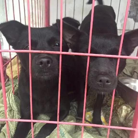 上海领养代替购买,上海领养孩子有补贴吗