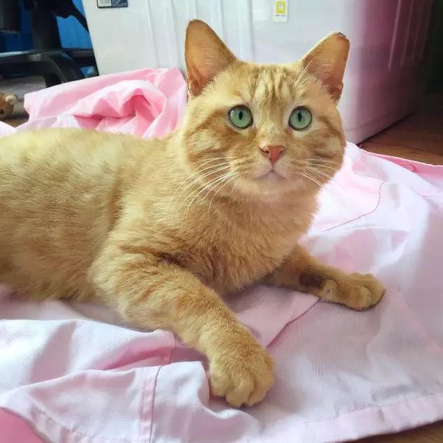 上海领养代替购买,上海领养孩子有补贴吗