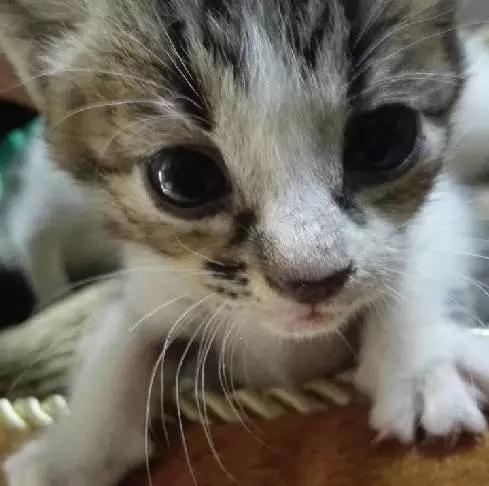 上海领养代替购买,上海领养孩子有补贴吗