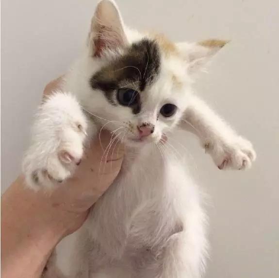 上海领养代替购买,上海领养孩子有补贴吗