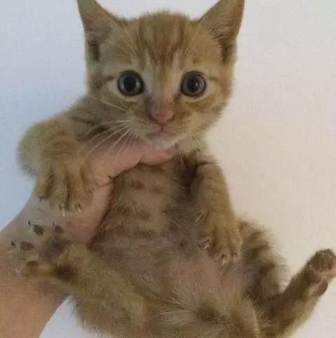 上海领养代替购买,上海领养孩子有补贴吗