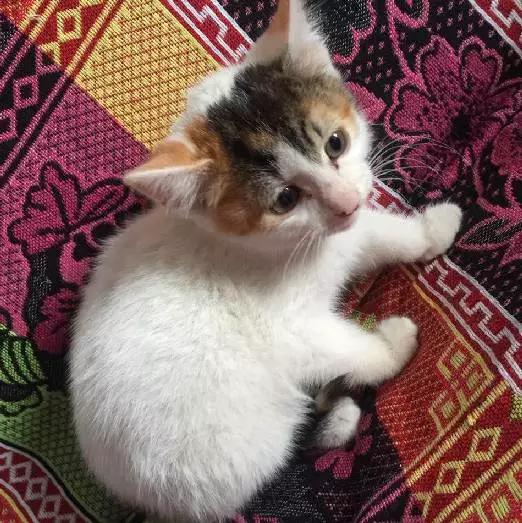 上海领养代替购买,上海领养孩子有补贴吗