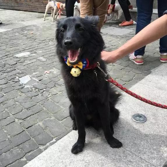 上海领养代替购买,上海领养孩子有补贴吗