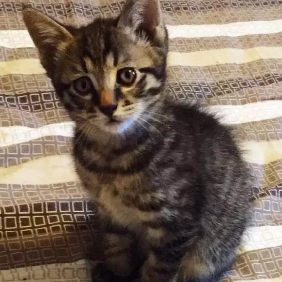 上海领养代替购买,上海领养孩子有补贴吗