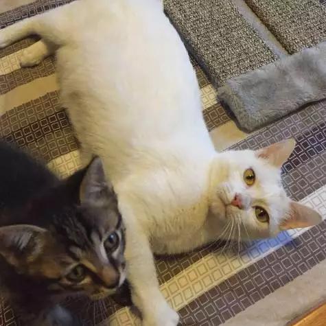 上海领养代替购买,上海领养孩子有补贴吗